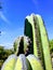 green cactus of desert with thorns in a mexican garden