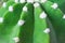 A green cactus Echinopsis subdenudata