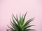 Green Cactus on fashionable vanilla pink colored background