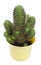Green cactus, front view