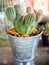 Green cactus in garden metal bucket on sunshine day