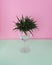 Green cactus in a glass on a colorful background.