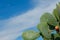 Green cactus growing outside in the rural yard