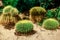 Green cactus growing in the sand with a fern on the background