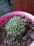 Green cactus houseplants in the soil and use pink pot