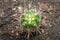 Green cactus with large needles on the background of the earth