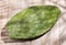Green cactus leaf - Edible nopal. Healthy food