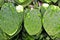 Green Cactus Leaves
