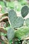 Green cactus leaves with thorn background. spring time