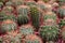 Green Cactus or Mammillaria backebergiana in the cactus farm.Houseplant gardening backdrop and beautiful detail
