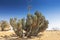 Green cactus in namibe desert. Africa. Angola.