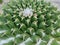 Green cactus natural closeup background