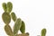 Green cactus ornamental plant decoration postcard style on background white