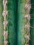 Green Cactus Pachycereus marginatus Closeup Trunk Detail Showing its Spike Rows on the Ribs. Cactus blur