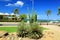 Green cactus and palm trees on blue sky background. Aruba island