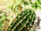 Green cactus (Peruvian Torch cactus)
