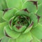 Green Cactus Plant Macro