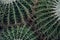 Green cactus plant, natural texture background concept
