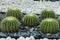 Green cactus plant, natural texture background concept