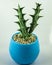 a green cactus planted in a blue pot