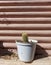 a green cactus planted in a pretty little pot