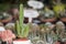 Green cactus plants in pots, farm, garden