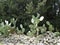 Green cactus plants surrounded by trees and stones