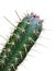 Green Cactus with red thorn isolated