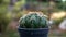 Green cactus, round shape and curved thorns