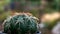 Green cactus, round shape and curved thorns