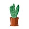 A green cactus Sansevieria in a brown pot. Flowering houseplant. Vector illustration on white background.