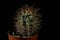 Green cactus with sharp needles on dark background