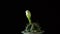 Green cactus with sharp needles and flower bud rotates on dark background.