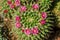 Green cactus with sharp needles and pink purple flower