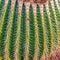 Green cactus with sharp thorn