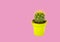 Green cactus in a small bucket on a pink background