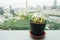 Green cactus in small pot placed on office desk