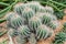 Green cactus in stone field