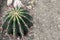 Green cactus succulent in dry arid rocky soil