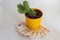 Green cactus succulent with four branches reaching up growing in orange flower pot standing on fanned stack of fifty euros bills