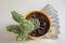 Green cactus succulent with four branches reaching up in orange flower pot standing on fanned stack of hundred dollar bills
