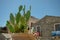 Green cactus succulent plant during a summer day in Taormina, Sicily, Italy