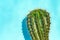 Green cactus Summer style. Artistic Design. Yellow background