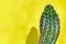 Green cactus Summer style. Artistic Design. Yellow background