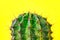 Green cactus Summer style. Artistic Design. Yellow background