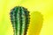 Green cactus Summer style. Artistic Design. Yellow background