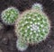 Green cactus thrives on the ground