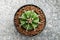 Green cactus top view, Gymnocalycium Damsii sharp spikes details and shiny skin