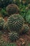Green cactus with torns front view