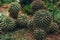 Green cactus with torns front view